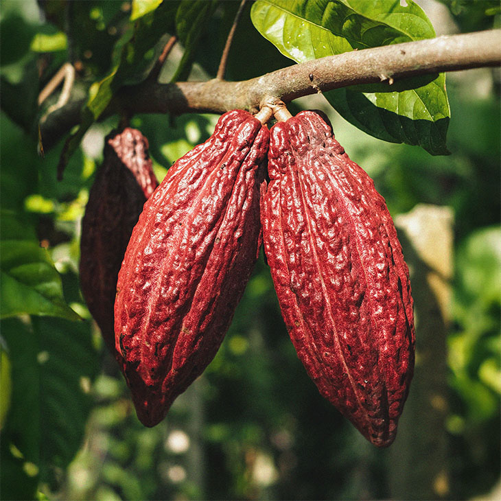 filiereproduttive-cioccolato-bannersticky-01-xl