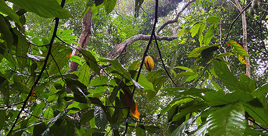 filiereproduttive-cioccolato-bannersticky-02-xl