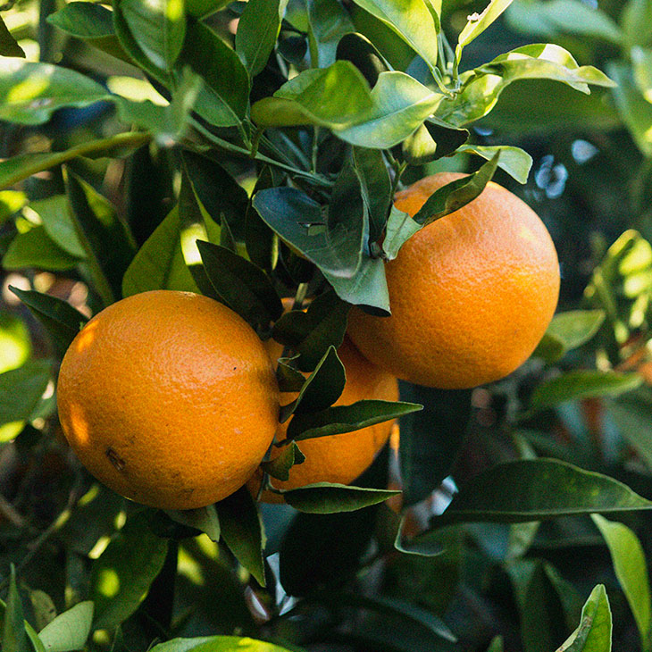 filiereproduttive-frutta-bannersticky-01-xl