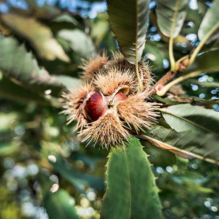 filiereproduttive-marroni-bannersticky-01-xl