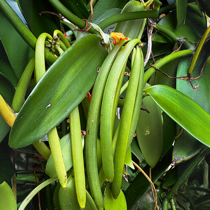 filiereproduttive-vaniglia-bannersticky-01-xl